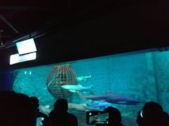 -大连圣亚海洋世界