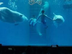 -海合安成都极地海洋公园