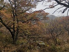 -大岭沟猕猴桃谷风景区