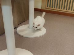 -猫和宫(六道口店)