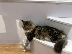 -COLOR PETS 撸猫馆·购猫·猫咖(长风大悦城店)