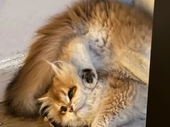 -lincat·猫舍(广州店)