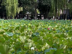 -四川大学(望江校区)