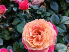 -人民公园(罗湖区)