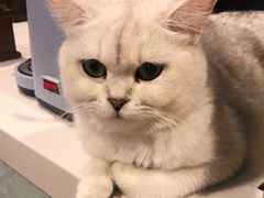 -平行世界·猫咖(首经贸店)