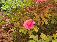 -洛阳市隋唐城遗址植物园