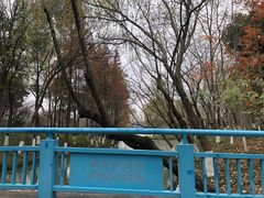 -青枫公园