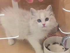 -老吴的猫·猫舍(新区店)