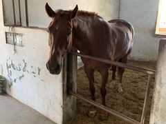 -松声马术俱乐部