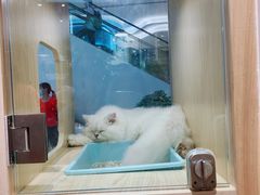 -屋虎猫馆(宝安大仟里店)