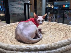 -藏猫猫咖啡主题馆(中央大道店)
