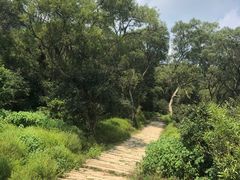 -大姆山草场