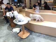 -瞄一喵猫咖(格力海岸店)