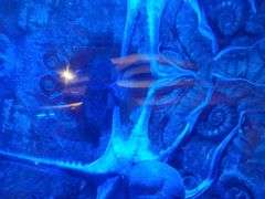 -迪拜水族馆及水下动物园
