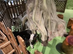 -酷嗒动物文化乐园(cutezoo西溪乐天城店)