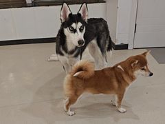 -共舞时光猫咖·狗咖(新街口店)