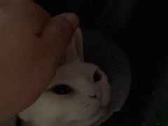 -瑞鹏宠物医院·骨科·猫科·内科(第一中心)