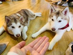 -Husky Go! 哈士奇体验馆·宠物咖啡厅狗咖