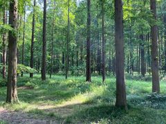 -黄海国家森林公园