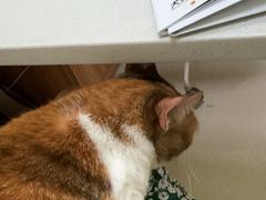 -瑞鹏宠物医院·骨科·猫科·内科(第一中心)