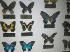 -上海昆虫博物馆