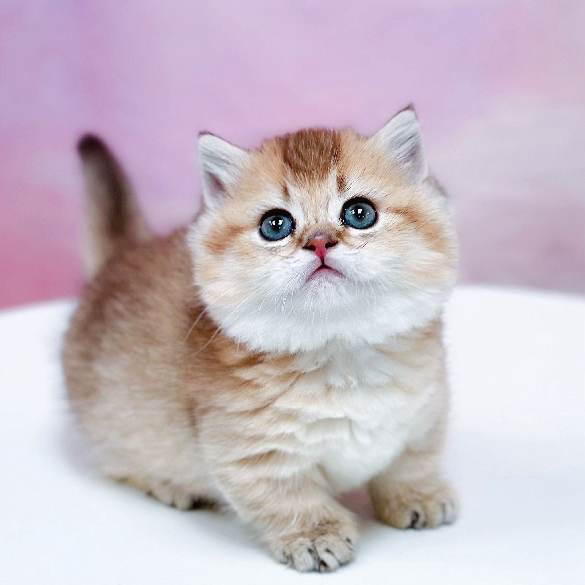 曼基康金渐层弟弟