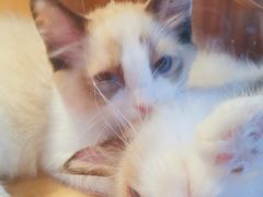 -猫十亿·布偶金渐层·曼基康矮脚猫舍(青年路店)