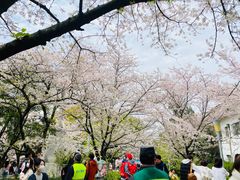 -武汉大学-樱园