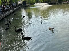 -溱湖国家湿地公园