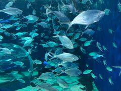 -上海海洋水族馆