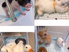 -怪兽屋·羊驼·猫咖·狗咖(俊华广场店)