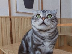 -Catmate·猫肥家润(金润铂宫店)