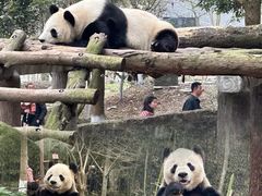 -都江堰中华大熊猫苑