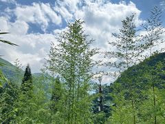 -卧龙中华大熊猫苑神树坪基地
