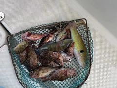 -鑫艋游艇海钓俱乐部