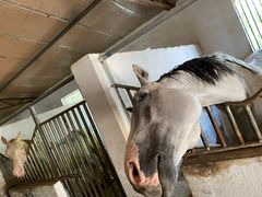 -月河湾马术俱乐部(朝阳店)