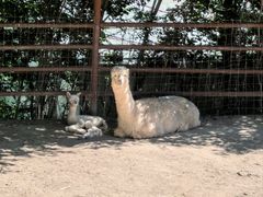 -青藏高原野生动物园