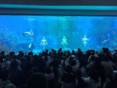 -海合安成都极地海洋公园