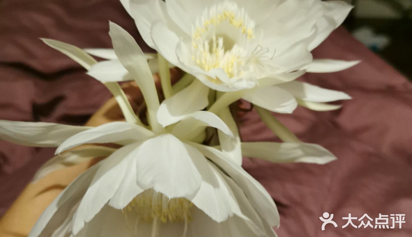 昙花炒鸡蛋