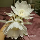 昙花炒鸡蛋