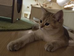 -猫和宫(六道口店)