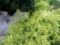 -上海鲜花港