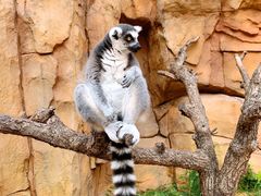 -北京野生动物园