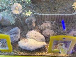 -神奇动物撸宠馆·羊驼·小浣熊·异宠(豫园店)