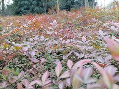 -重庆中央公园(渝北区)