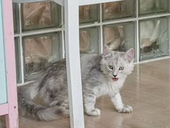 -十年猫舍·猫咪专门店(普陀店)
