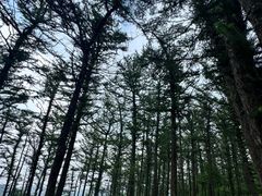 -鲁山国家森林公园