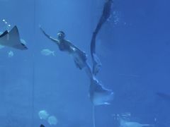 -烟台海昌鲸鲨海洋公园