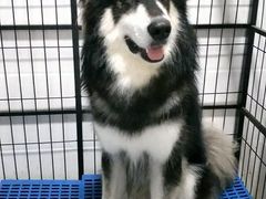 -汪星球宠物生活馆