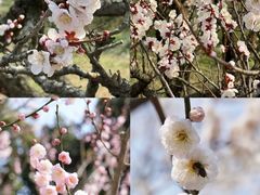 -梅花山(明孝陵内)